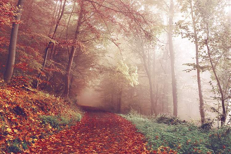 Är du intresserad av att vara med i SVS styrelse?